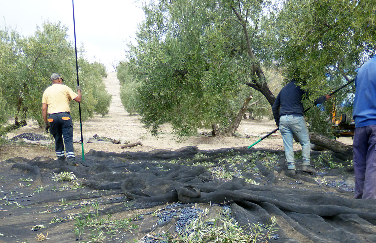 UPA Andalucía aplaude la ayuda asociada al olivar tradicional aprobada por el Gobierno, que llegará a 420.000 hectáreas en Andalucía